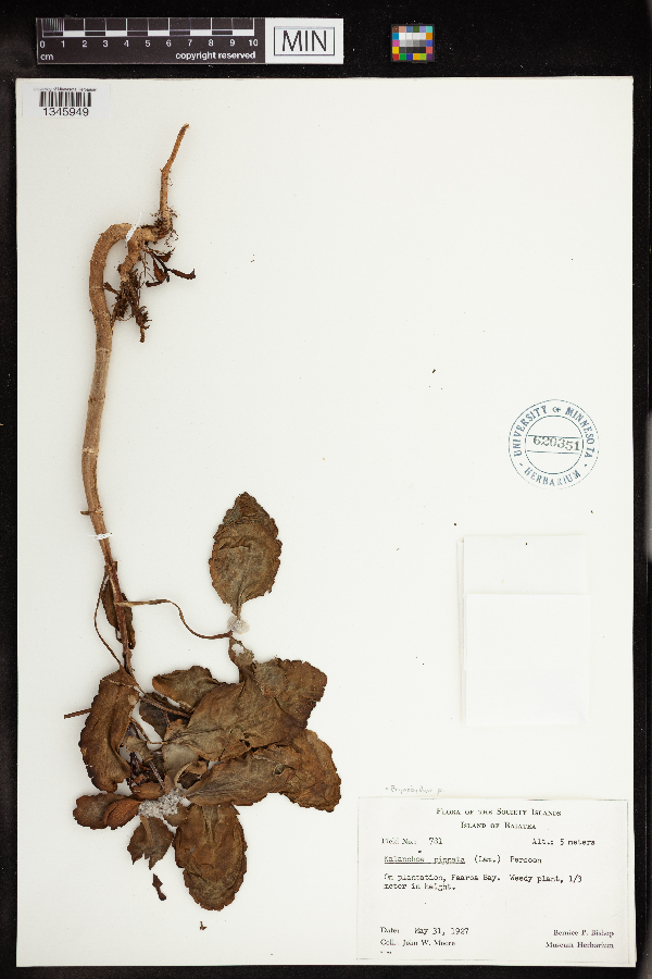 Bryophyllum image