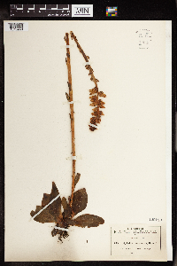 Cotyledon mucronata image