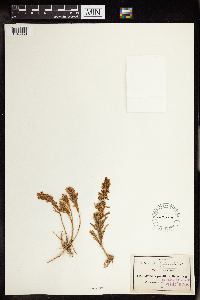 Cotyledon parviflora image