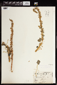 Cotyledon umbilicus image