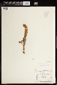 Cotyledon umbilicus image