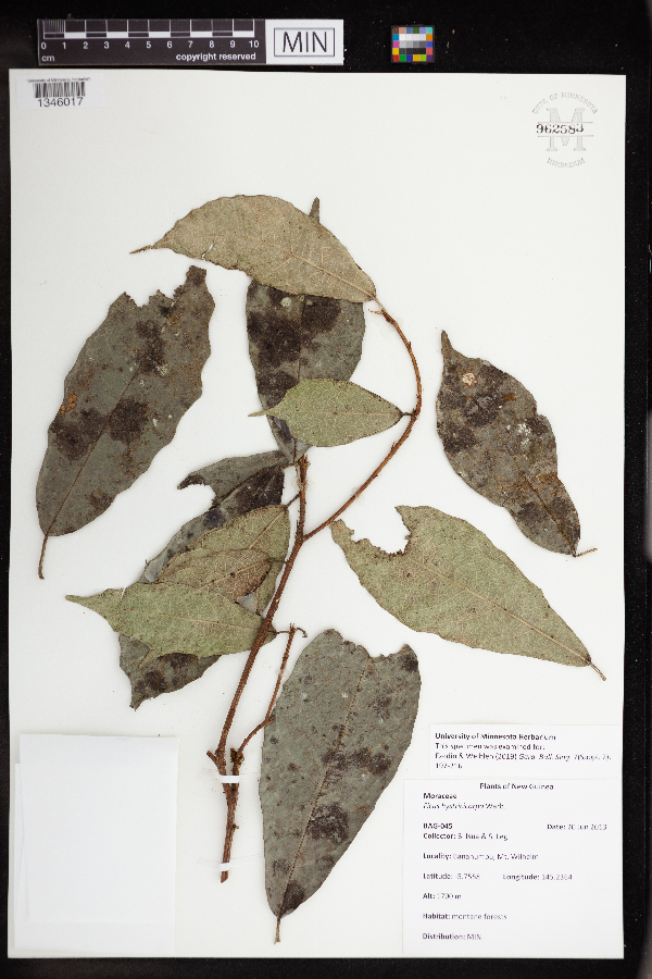 Ficus hystricicarpa image