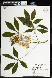 Image of Aesculus glabra x octandra
