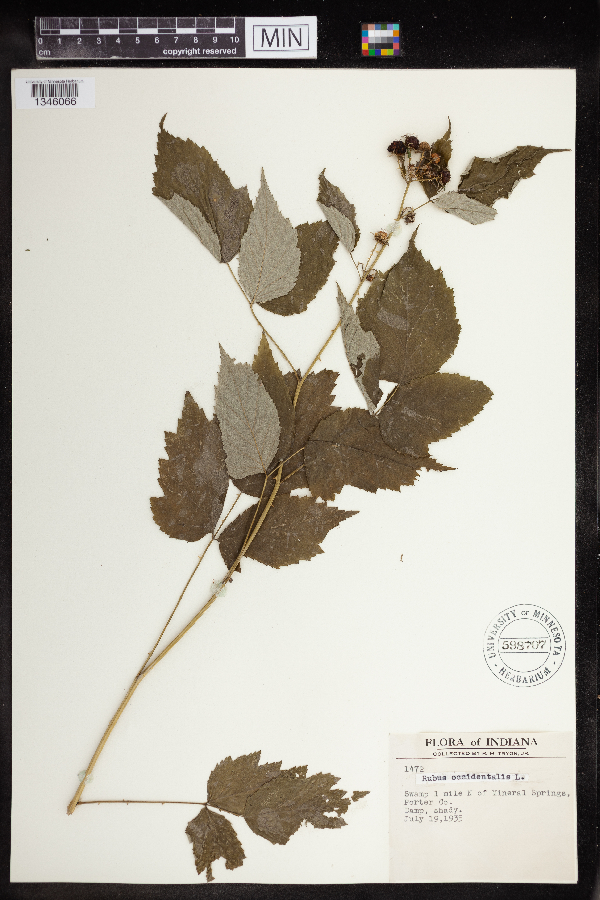 Rubus occidentalis image