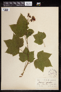 Rubus odoratus image