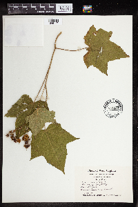 Rubus odoratus image