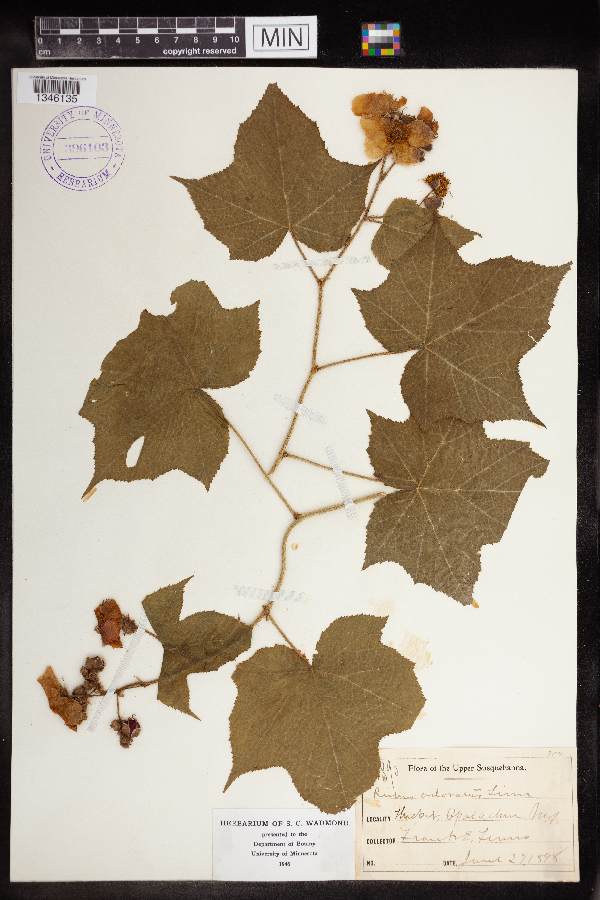 Rubus odoratus image