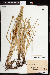 Carex subdivulsa image