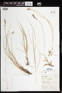 Carex subfuegiana image