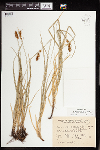 Carex subdivulsa image
