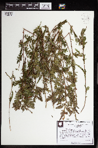 Chamaecrista nictitans subsp. nictitans image