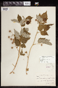 Rubus leucodermis image