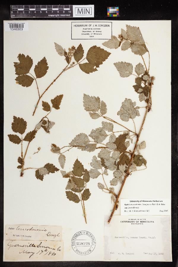 Rubus leucodermis var. leucodermis image