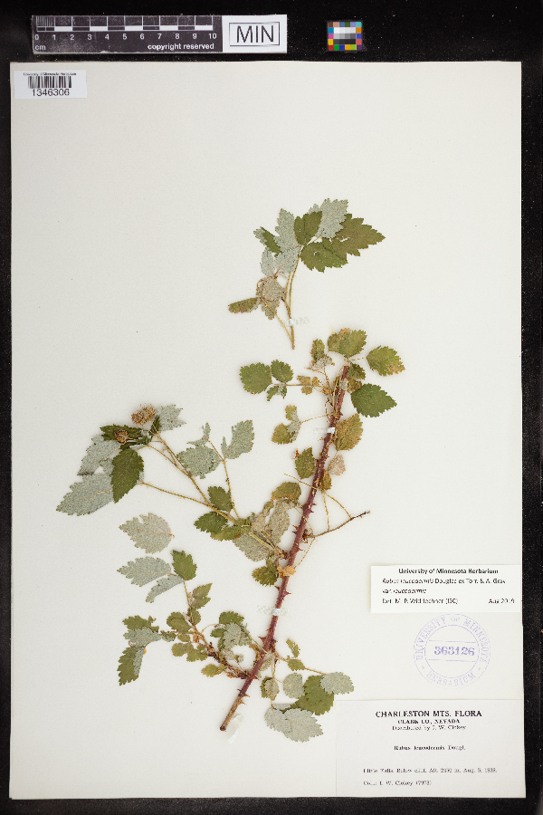 Rubus leucodermis var. leucodermis image