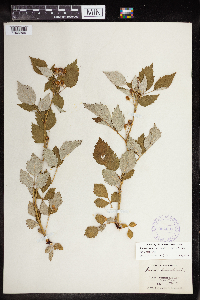 Rubus leucodermis var. leucodermis image
