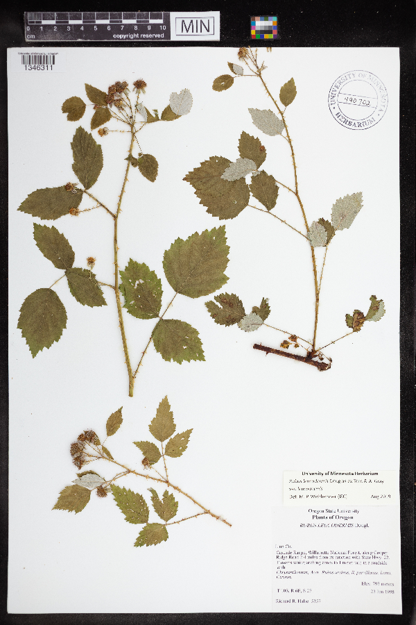 Rubus leucodermis var. leucodermis image