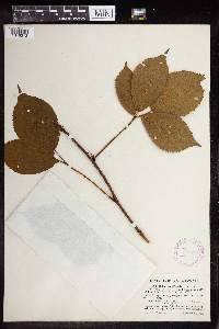 Rubus multiformis image