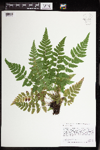 Dryopteris cristata image