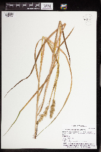 Carex stipata image