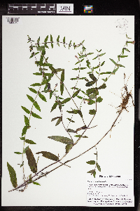 Scutellaria galericulata image