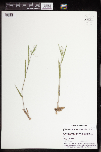 Dichanthelium acuminatum image