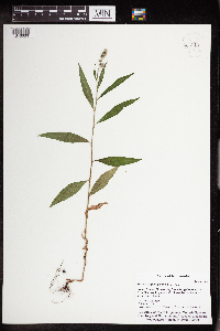 Persicaria pensylvanica image