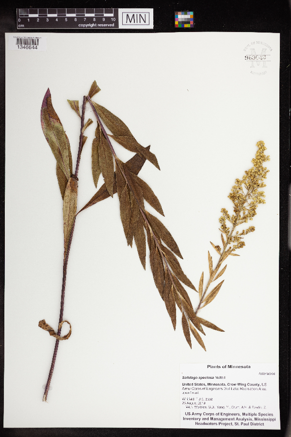 Solidago speciosa image