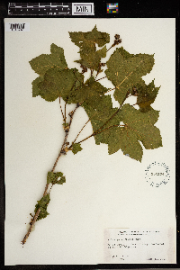 Rubus parviflorus image