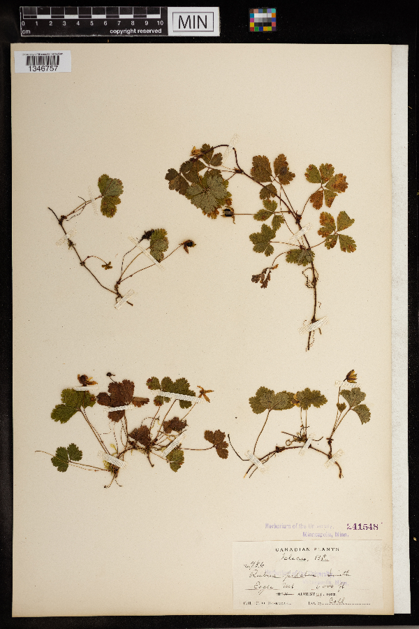 Rubus pedatus image