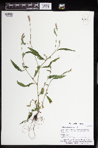 Persicaria pensylvanica image