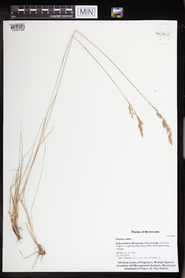 Festuca rubra image