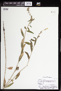 Image of Oenothera parviflora