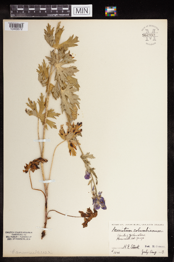 Aconitum columbianum image