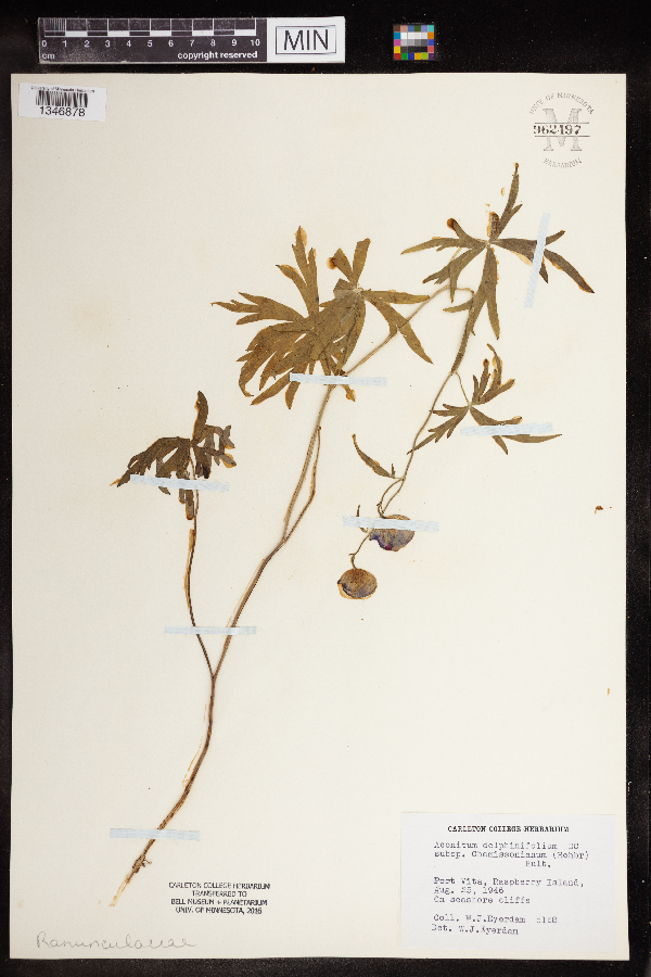 Aconitum delphiniifolium subsp. chamissonianum image