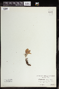 Anemone pulsatilla image