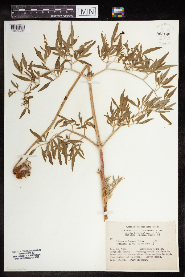 Clematis hirsutissima image