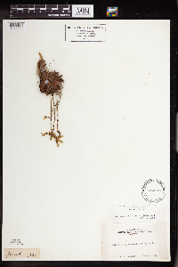 Dudleya cymosa subsp. cymosa image