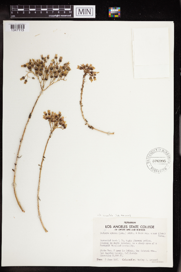 Dudleya lanceolata image