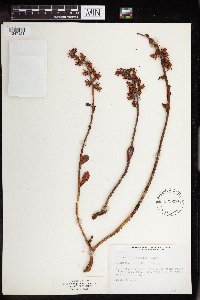 Image of Echeveria australis
