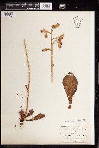 Echeveria fulgens var. obtusifolia image