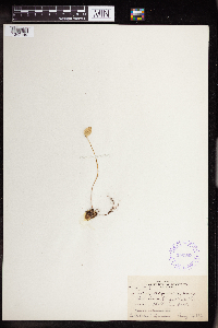 Hylotelephium telephioides image