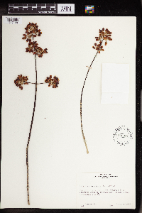 thumbnail image of current specimen