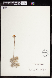 Kalanchoe eriophylla image