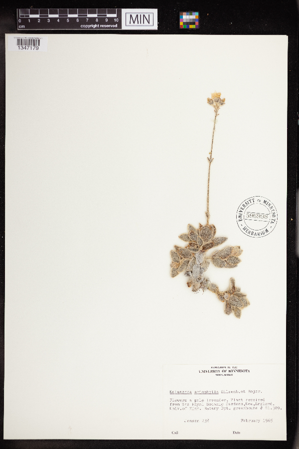 Kalanchoe eriophylla image