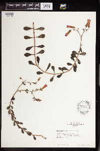 Bryophyllum manginii image