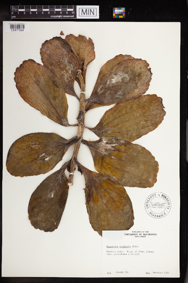 Kalanchoe marmorata image