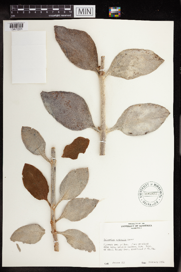 Kalanchoe orgyalis image