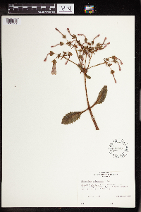 Kalanchoe pubescens image