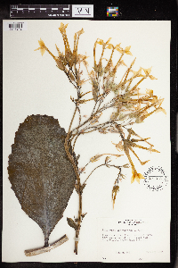 Kalanchoe quartiniana image