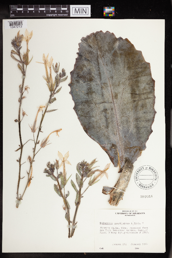Kalanchoe quartiniana image